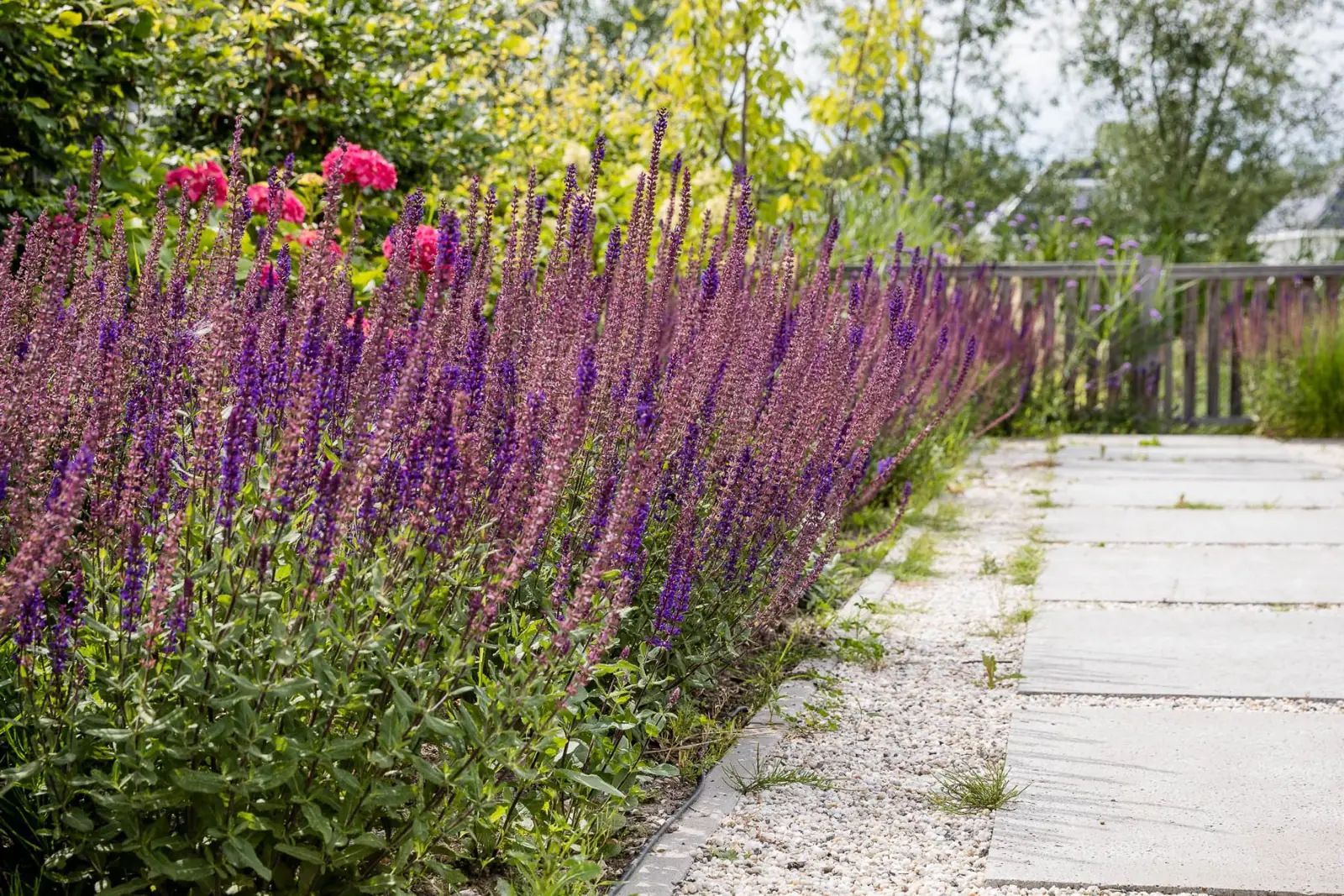 Border met salvia langs een tegelpad in grind in Lelystad