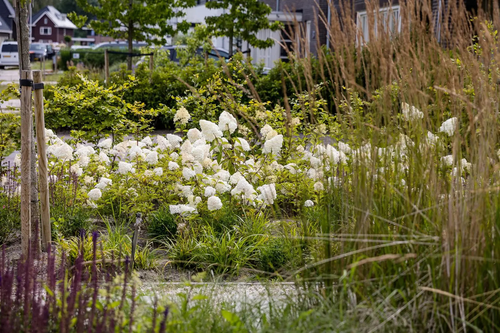 Voortuin pluimhortensia siergras in een tuin in Lelystad