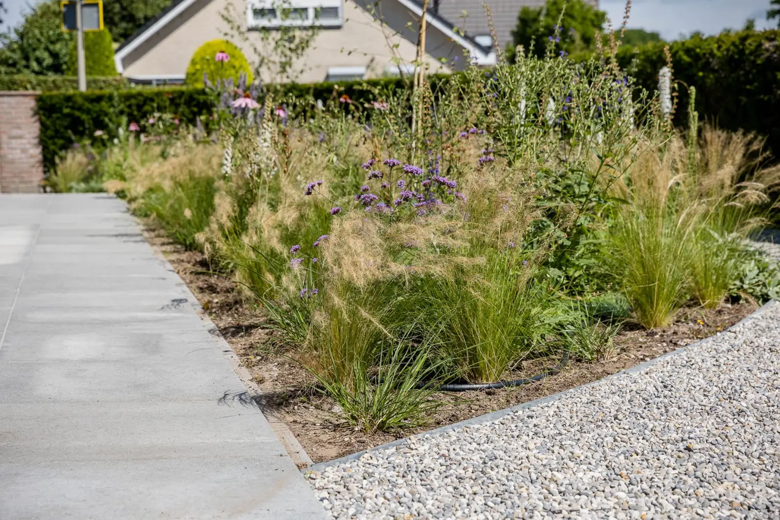 Border vedergras ijzerhard tegelpad in een tuin in Almelo