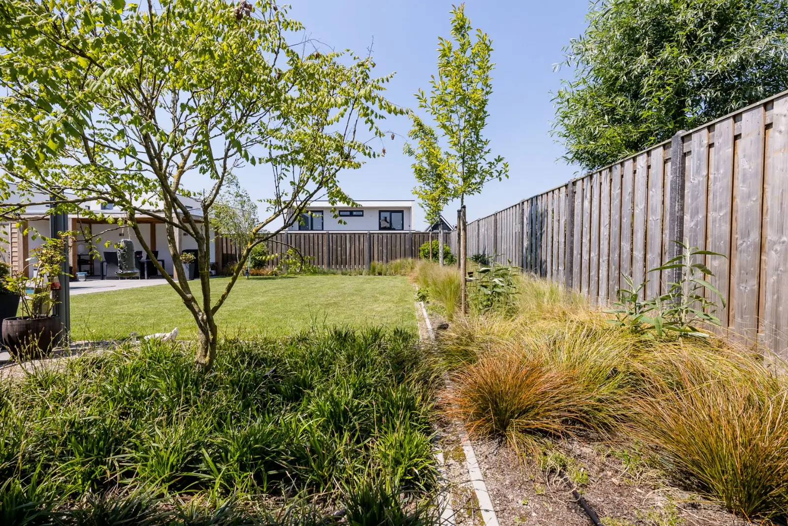 Gazon met een border van siergrassen en jonge bomen in een tuin in Almere