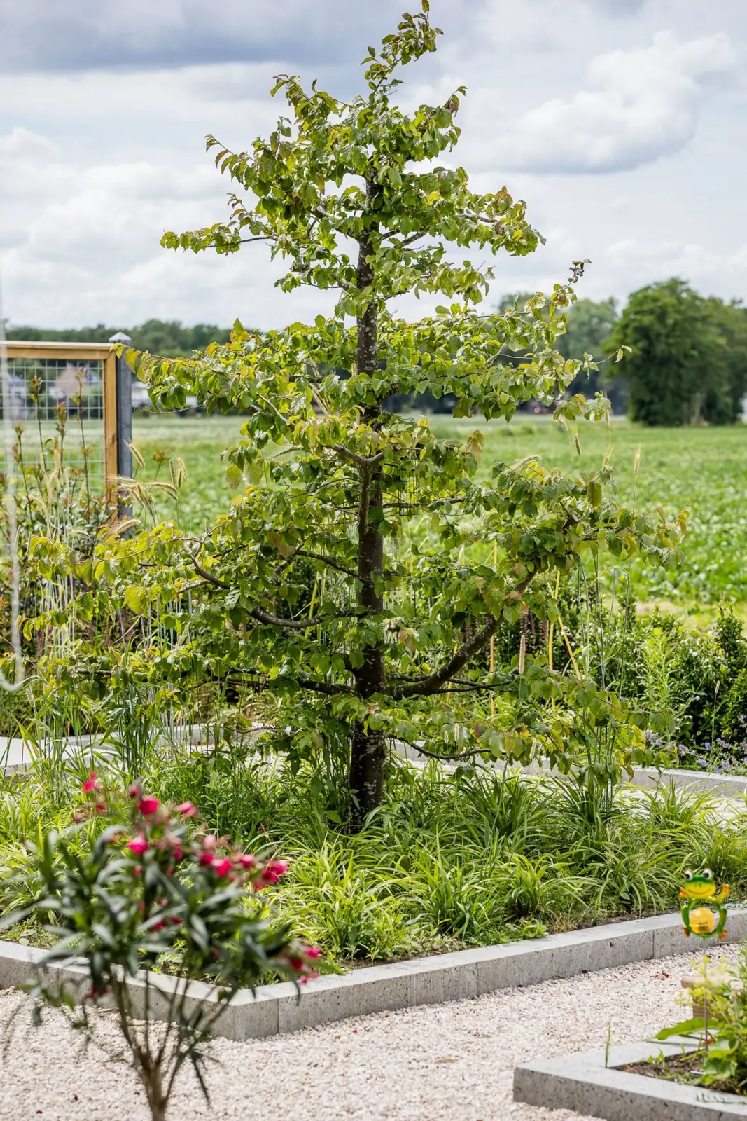 Parrotia als blikvanger in een strak plantvak met zicht op het weiland in Hardenberg