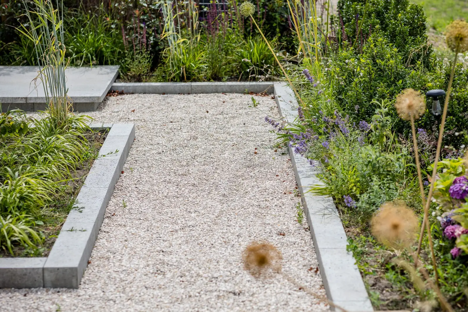 Grindpad tussen borders met kattenkruid, sierui en hortensia in Hardenberg