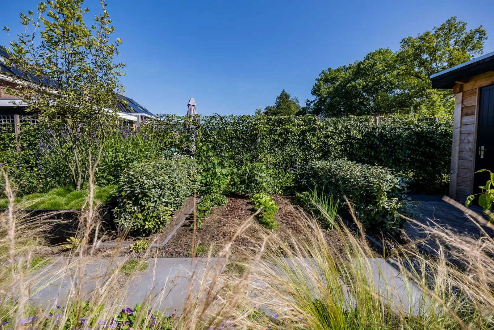 Moestuin met plantvakken tussen olijfwilg en een groen klimopscherm in Dalfsen