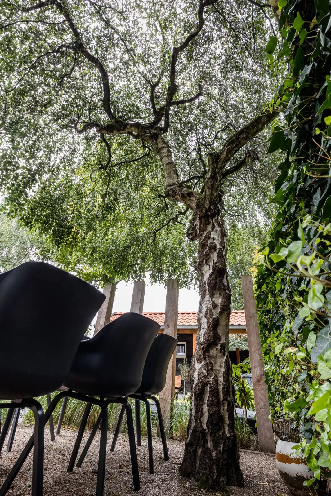 Stam en bladerdak van de treurberk boven de eetplek in een tuin in Zwolle