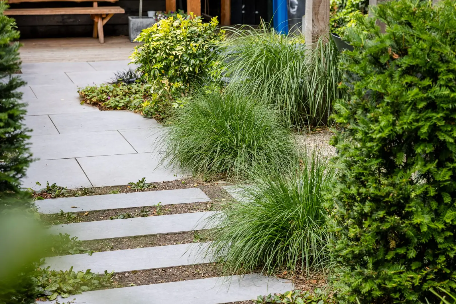 Keramische stapstroken tussen siergrassen en taxus in een stadstuin in Zwolle