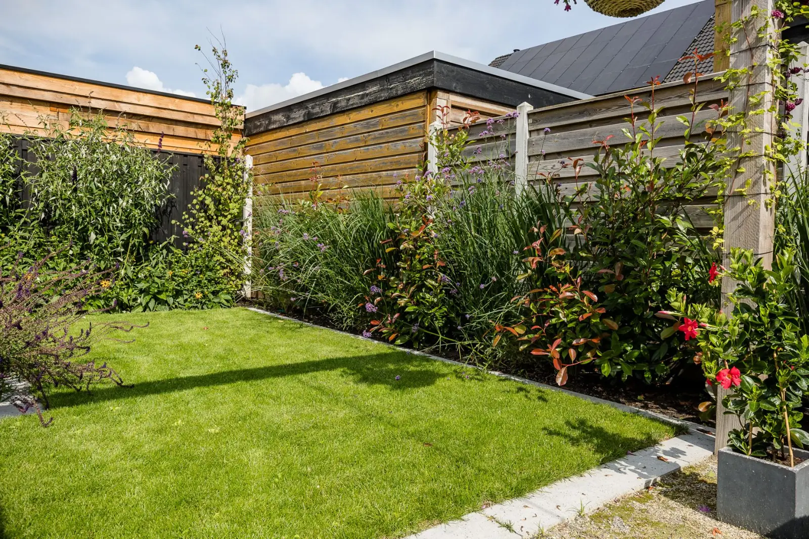 Border met glansmispel, verbena en siergrassen langs een houten schutting in Lemelerveld