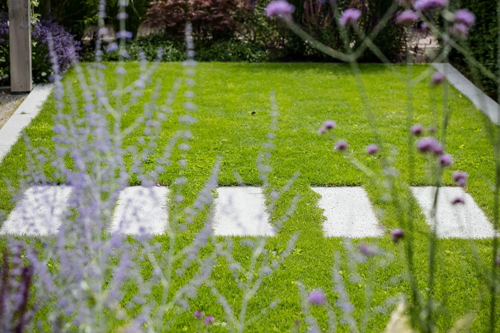 Detail van betonnen stapstenen in het gazon tussen Russische salie en verbena in Lemelerveld
