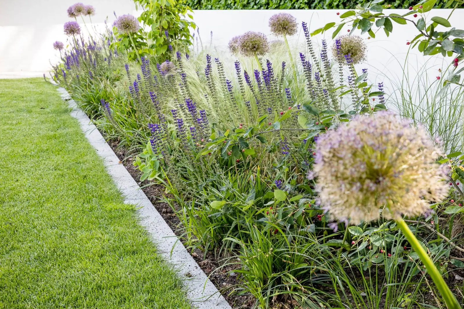 Border met allium en salvia voor een witte muur langs het gazon in Lochem