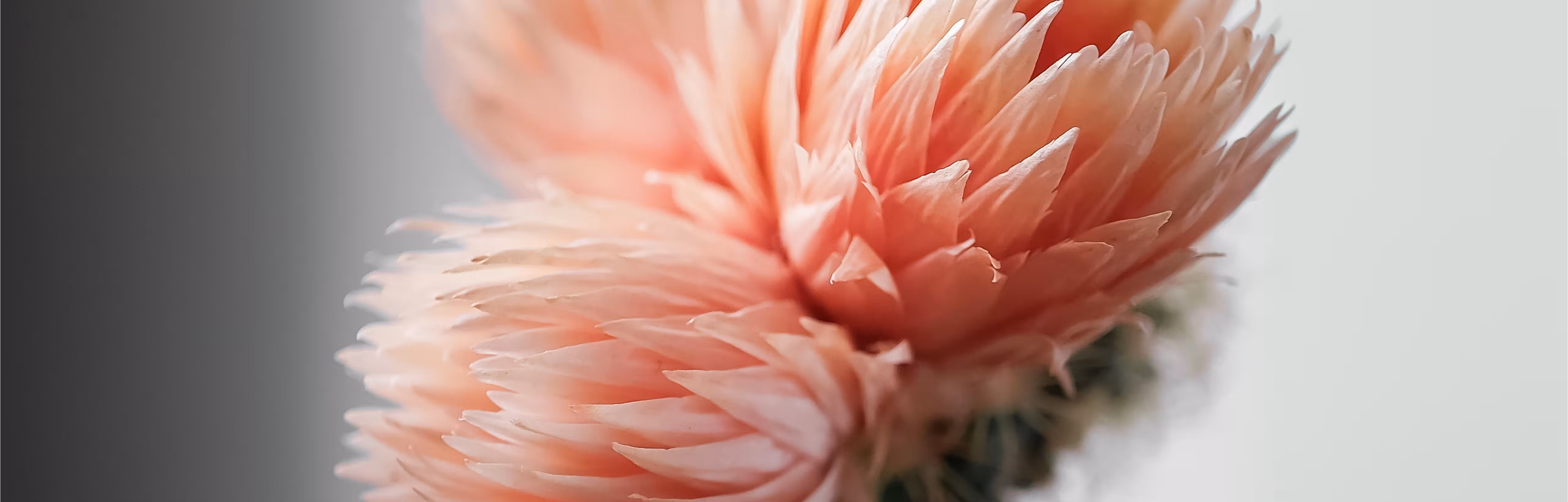 Close-up of a peach-pink cactus flower with layered, feathery petals against a soft grey background