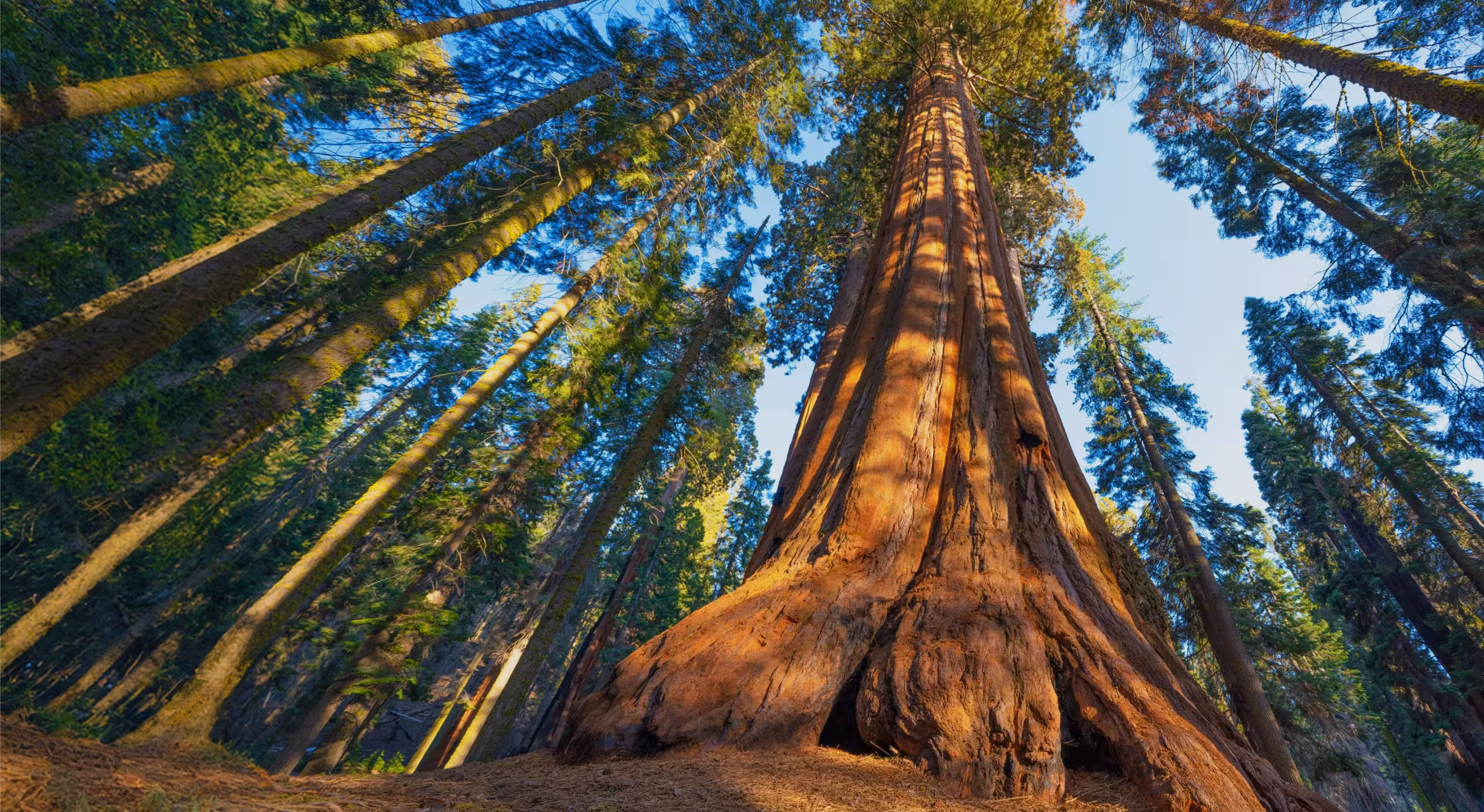 Tall redwood trees viewed from the forest floor