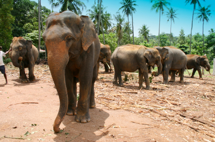 Elephants among the palms in Sri Lanka