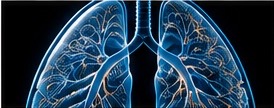 Lung and respiratory system visualization