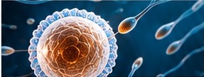 Fertility visualization