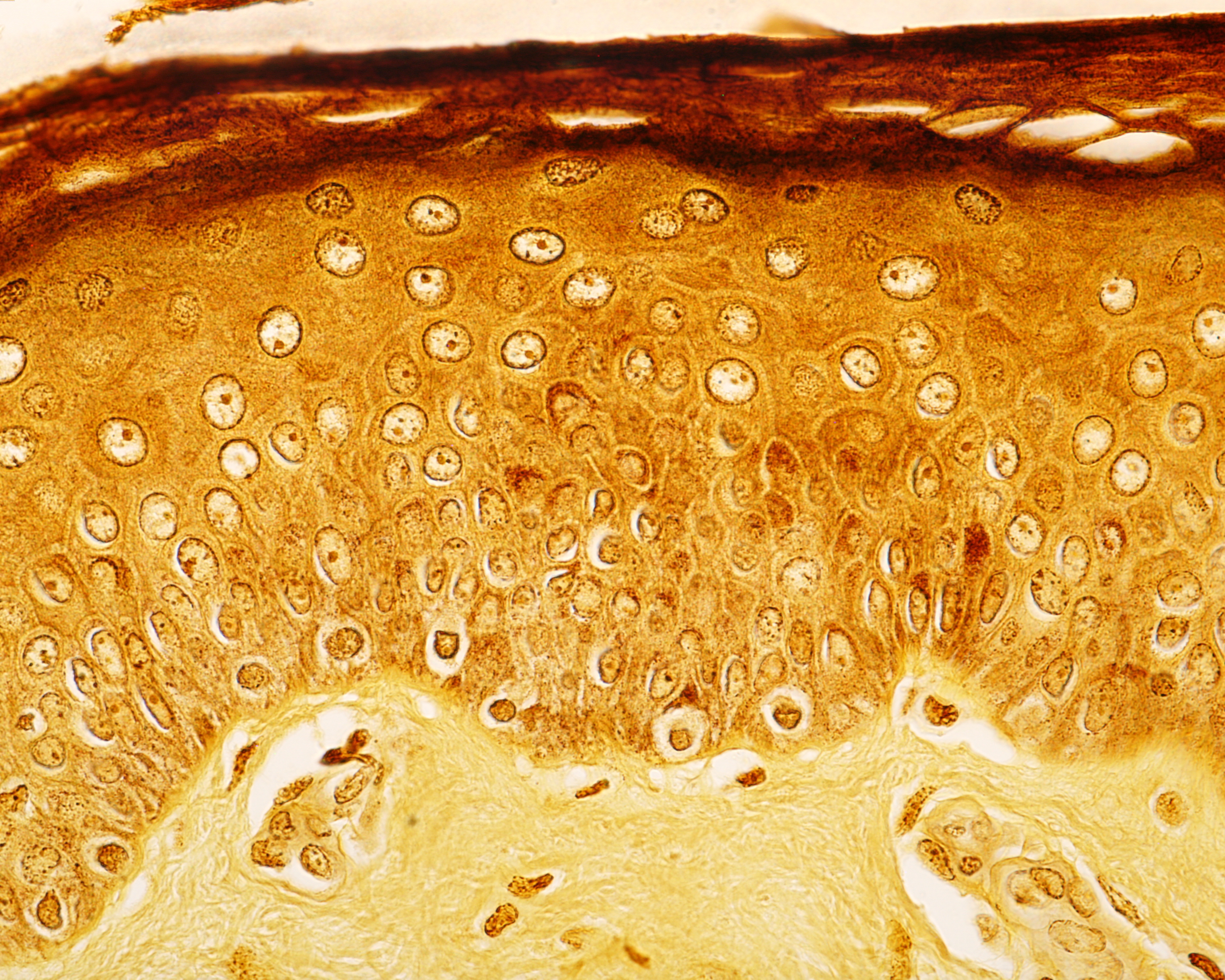 Microscopic view of the epidermis and dermis of human skin