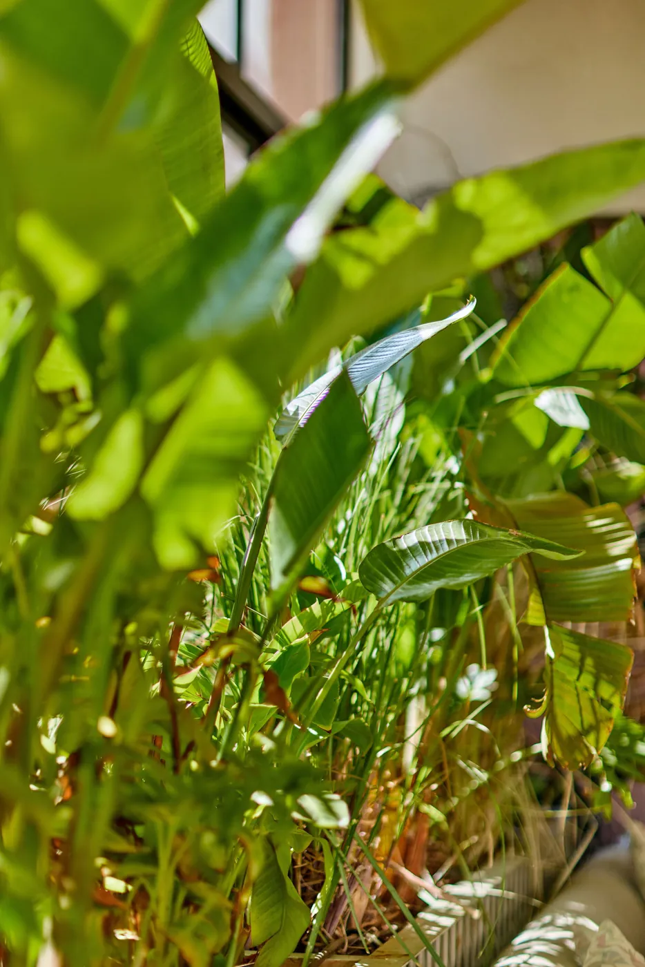Banana leaves in the afternoon light