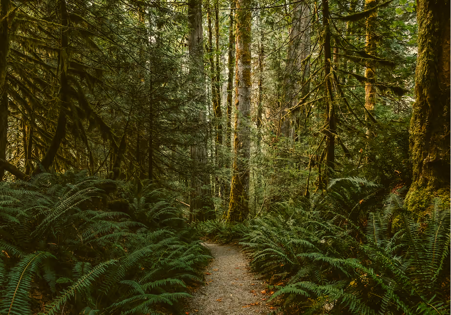 A narrow dirt trail winds through a lush, dense forest with tall trees and abundant green ferns on either side.