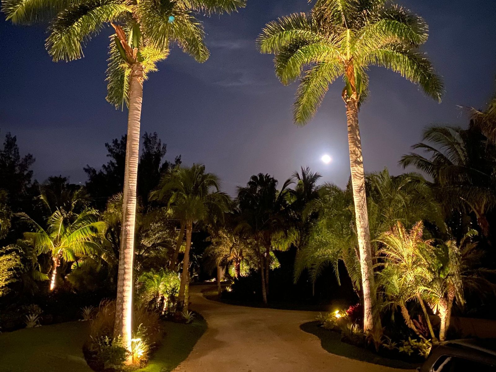 Lit palms under the moon