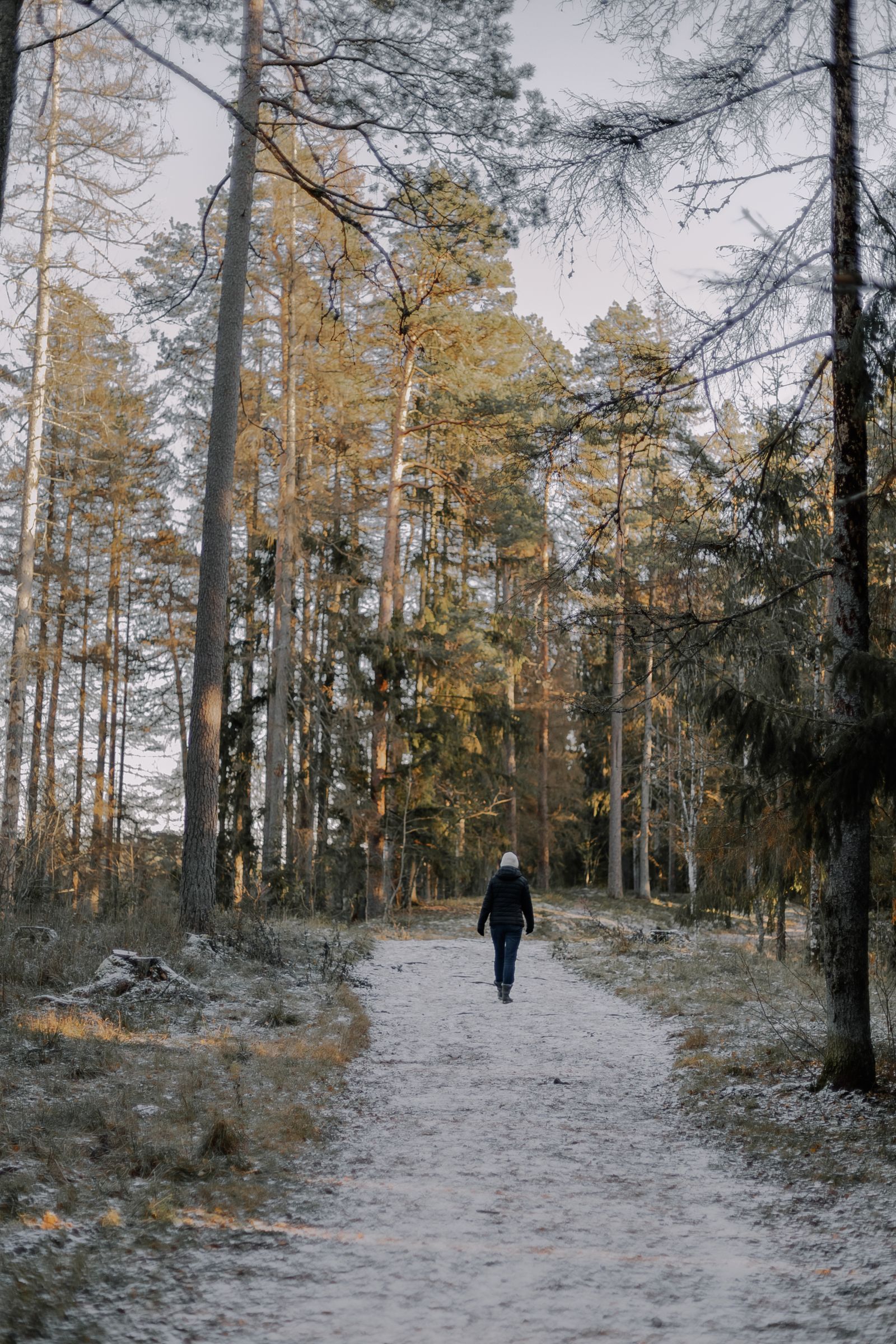 Person walking a pine forest trail