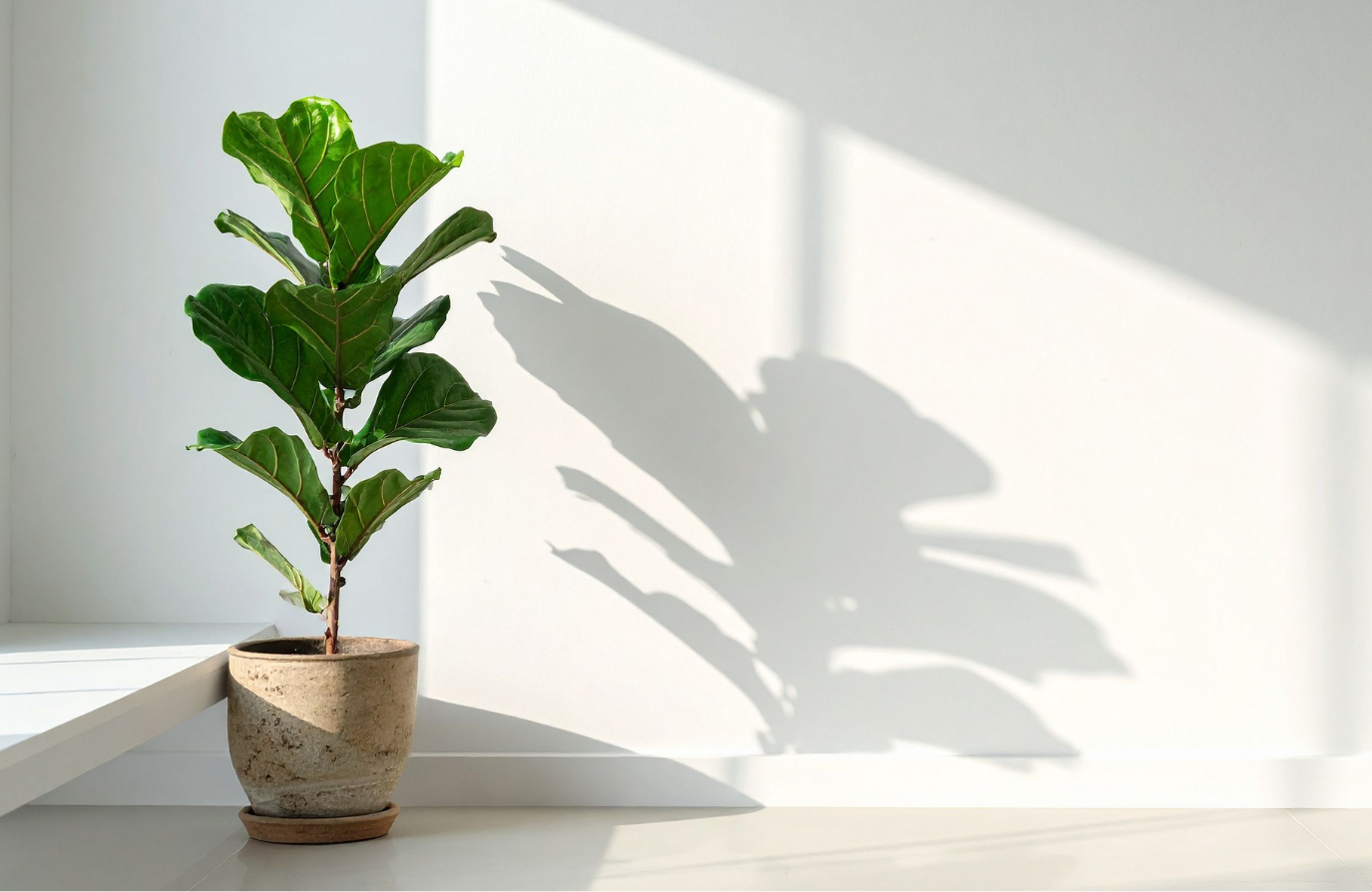 Fiddle leaf fig plant in a beige pot casting a clear shadow on a white wall with sunlight streaming in.