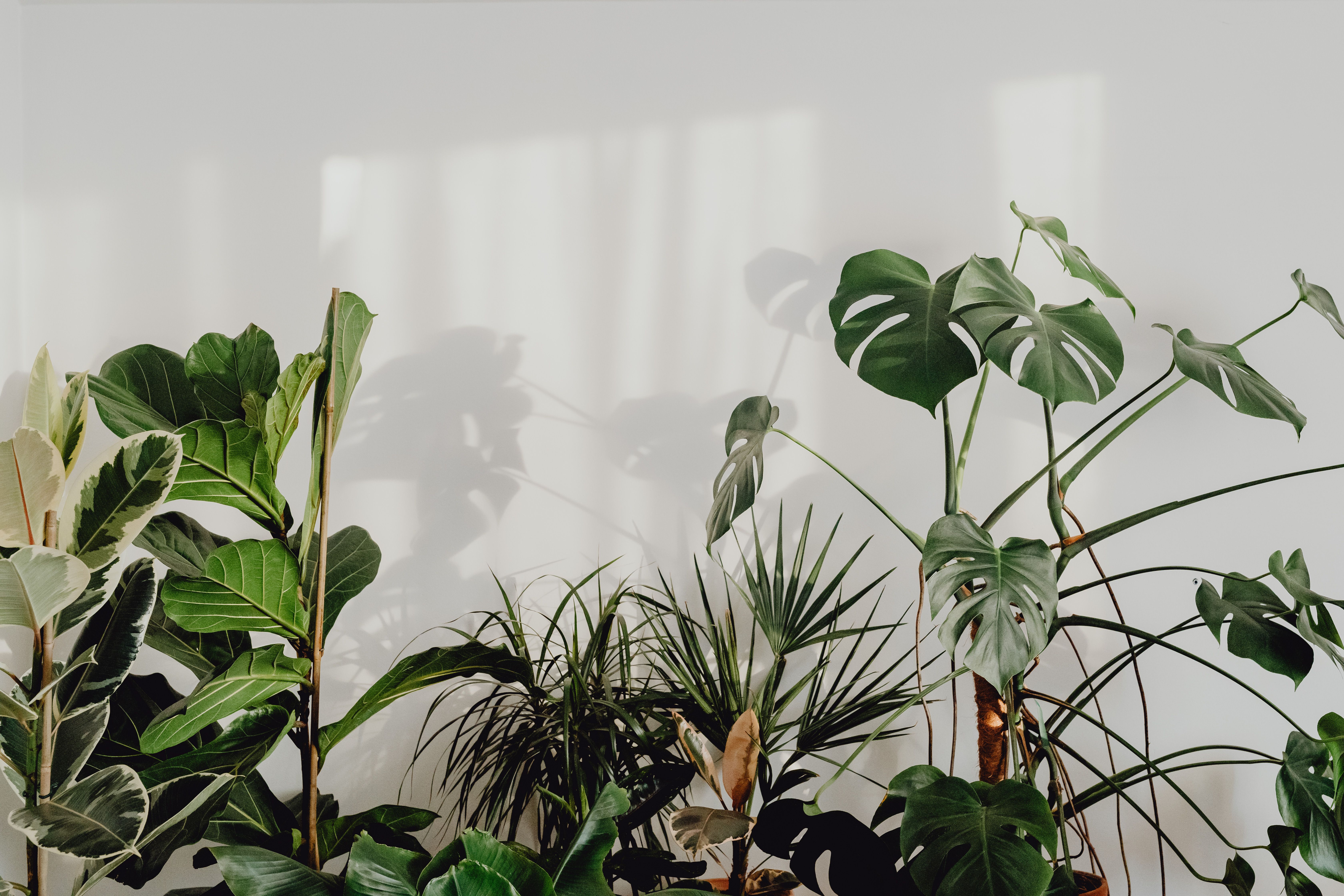 A variety of green indoor plants with large leaves arranged against a white wall with soft shadows.