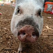 Chillber the mini pig