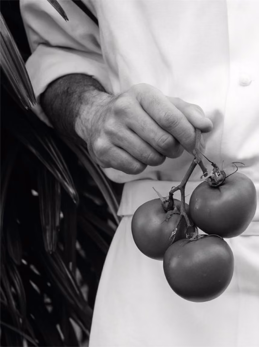 A person wearing a white shirt holding a small cluster of three tomatoes by their stems, with dark leafy plants in the background.