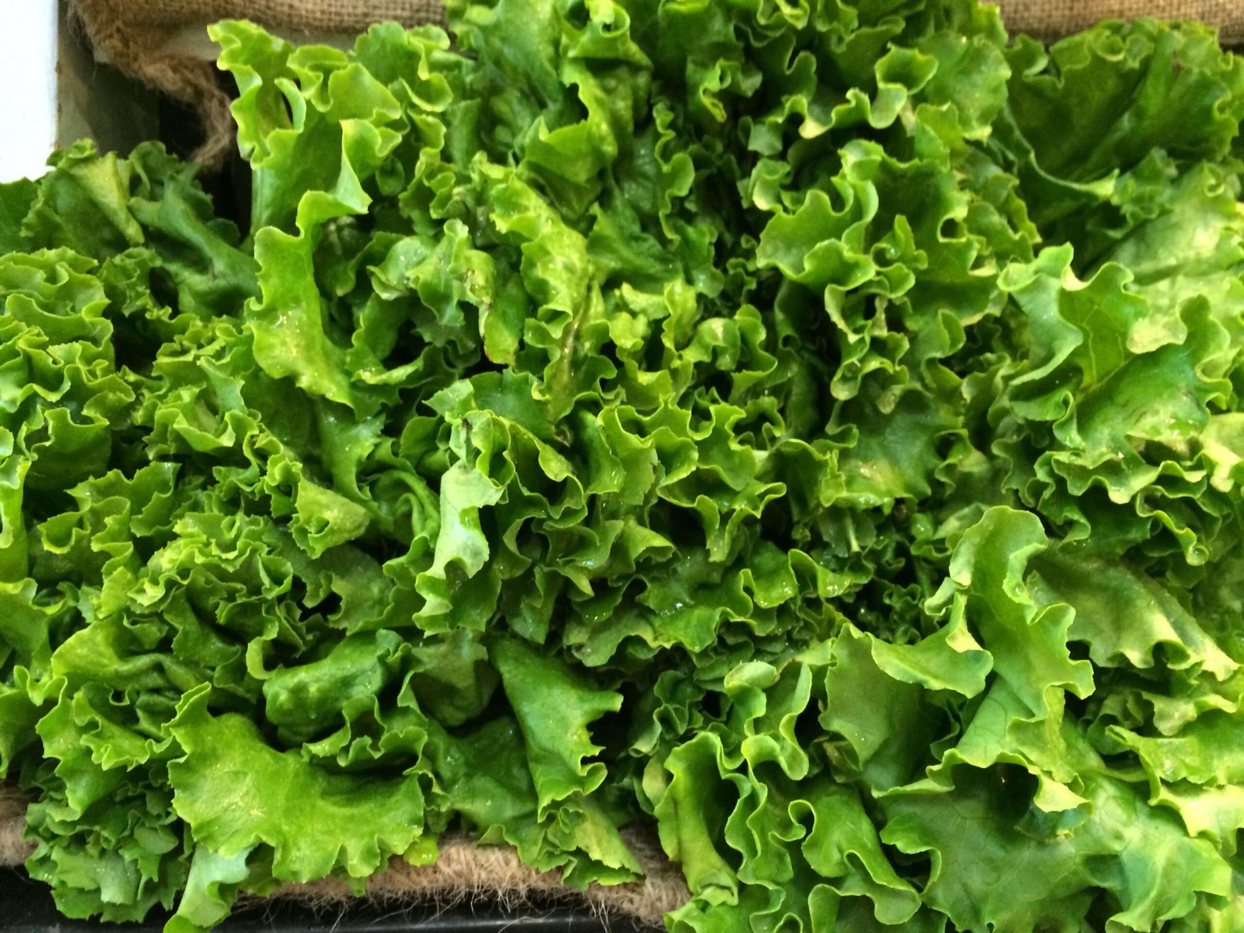 Fresh green leaf lettuce heads packed in a burlap-lined crate