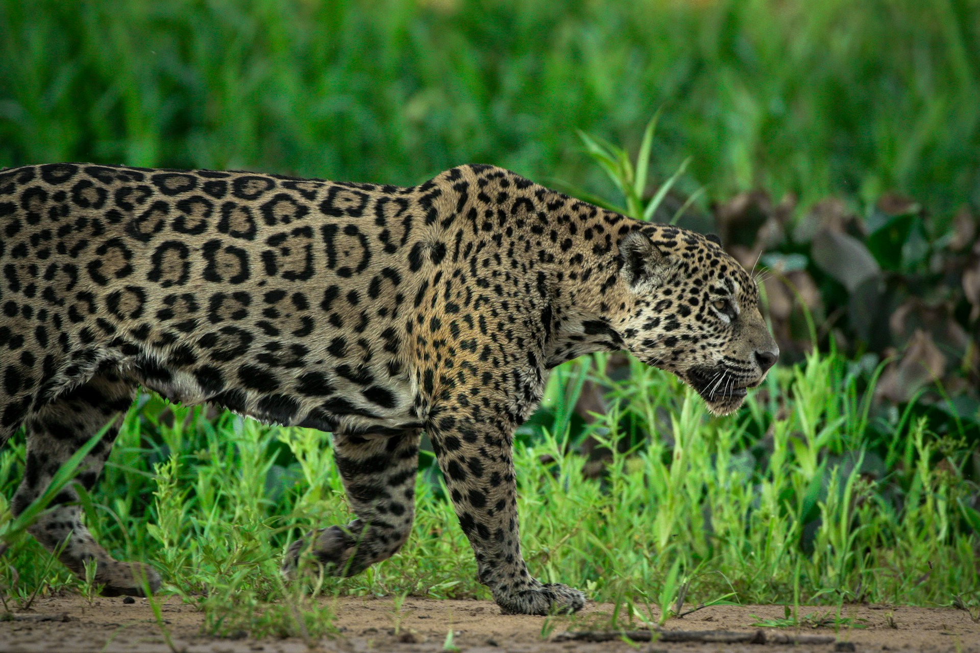 Jaguar en el Pantanal