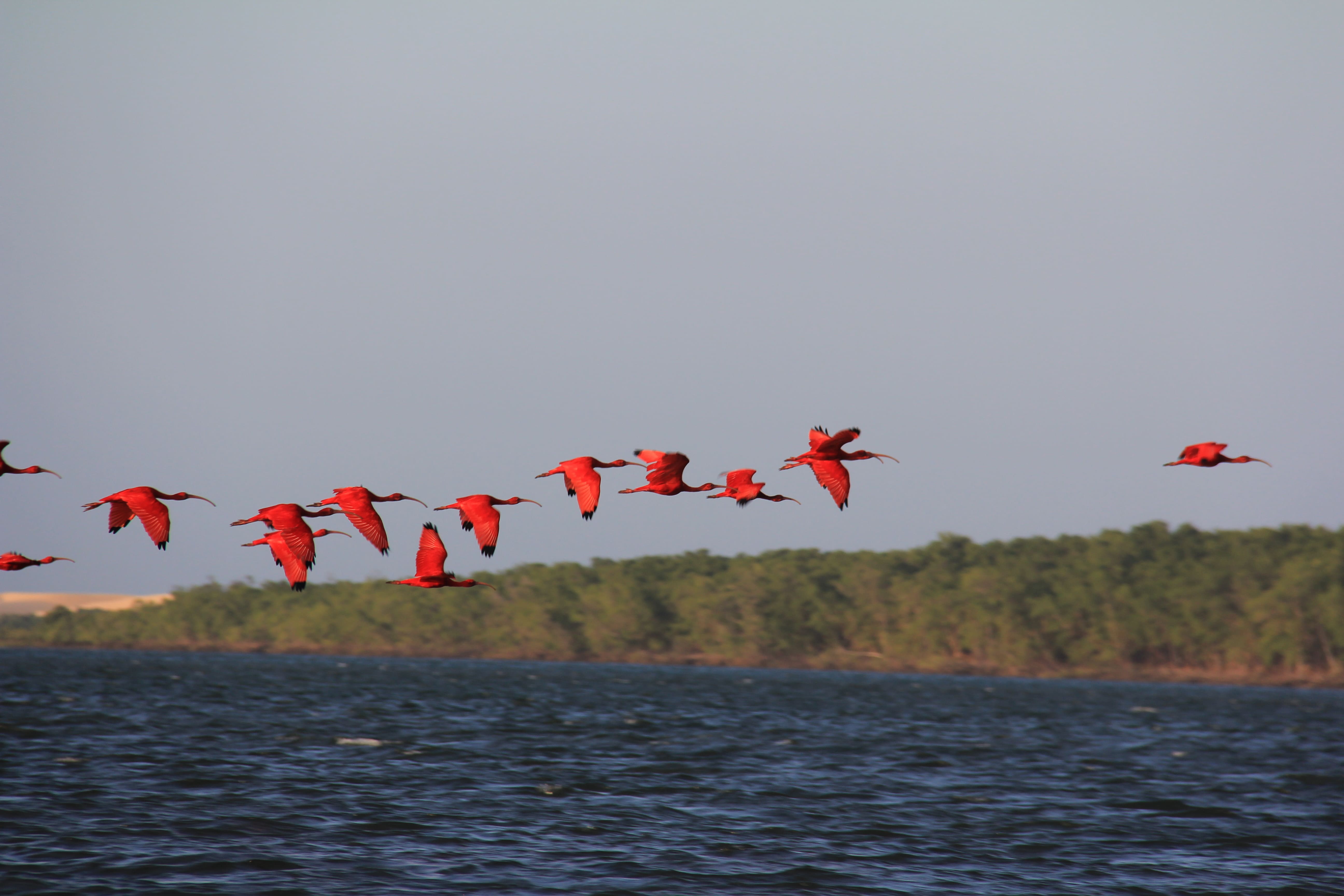 Ibis escarlatas en el delta del Parnaíba
