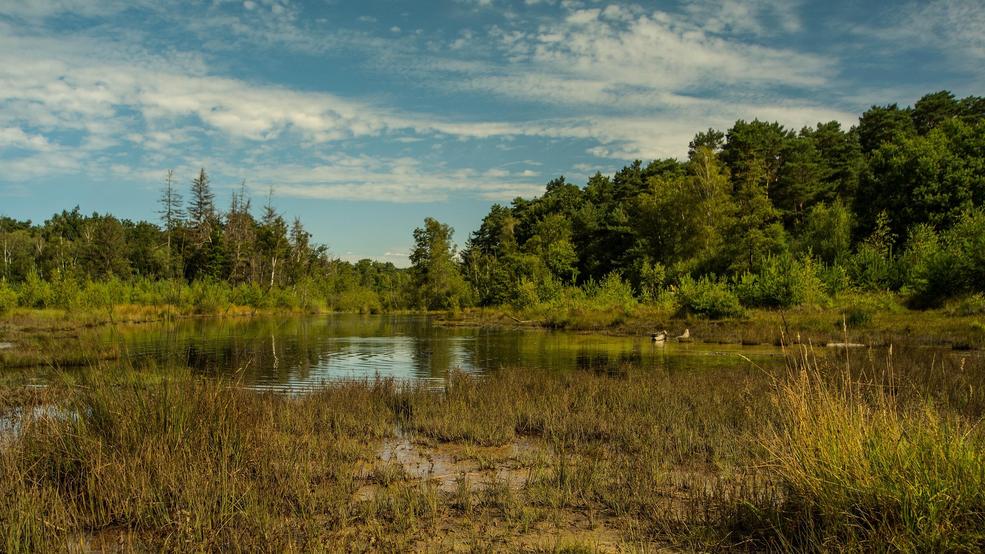 Wetland and forest in the Pantanal
