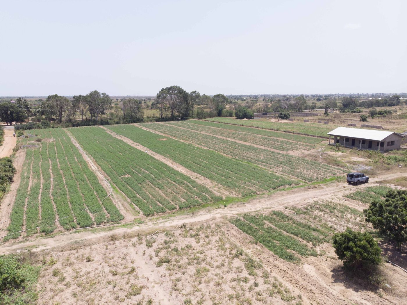 Tomato fields in rows