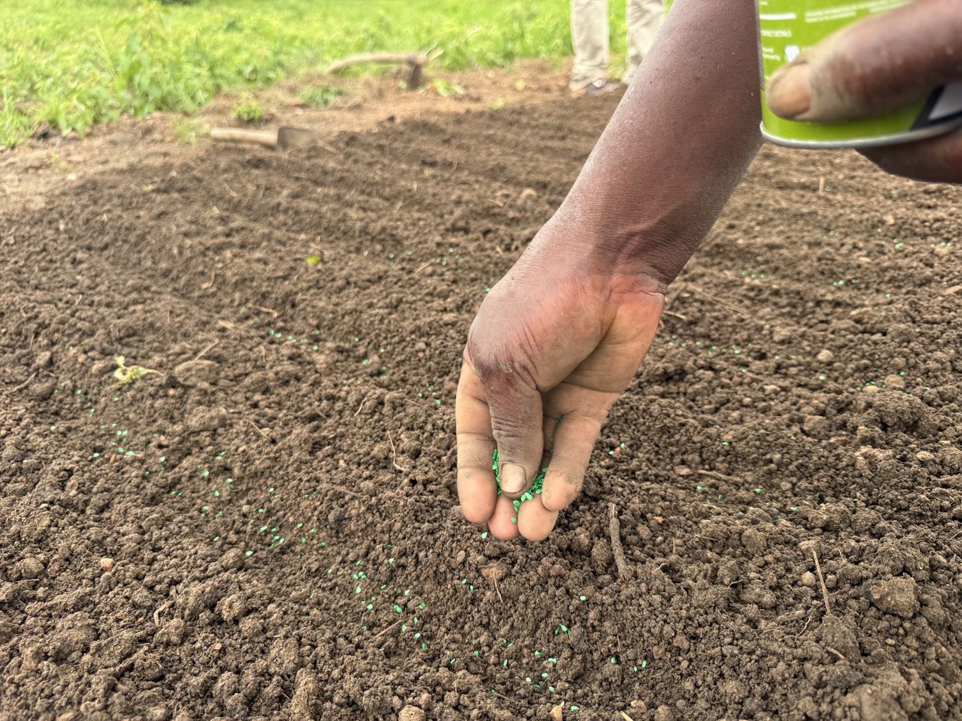 Sowing tomato seed