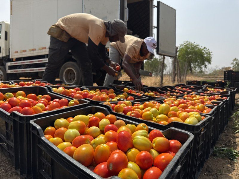 FarmMate team loading crates of fresh tomatoes