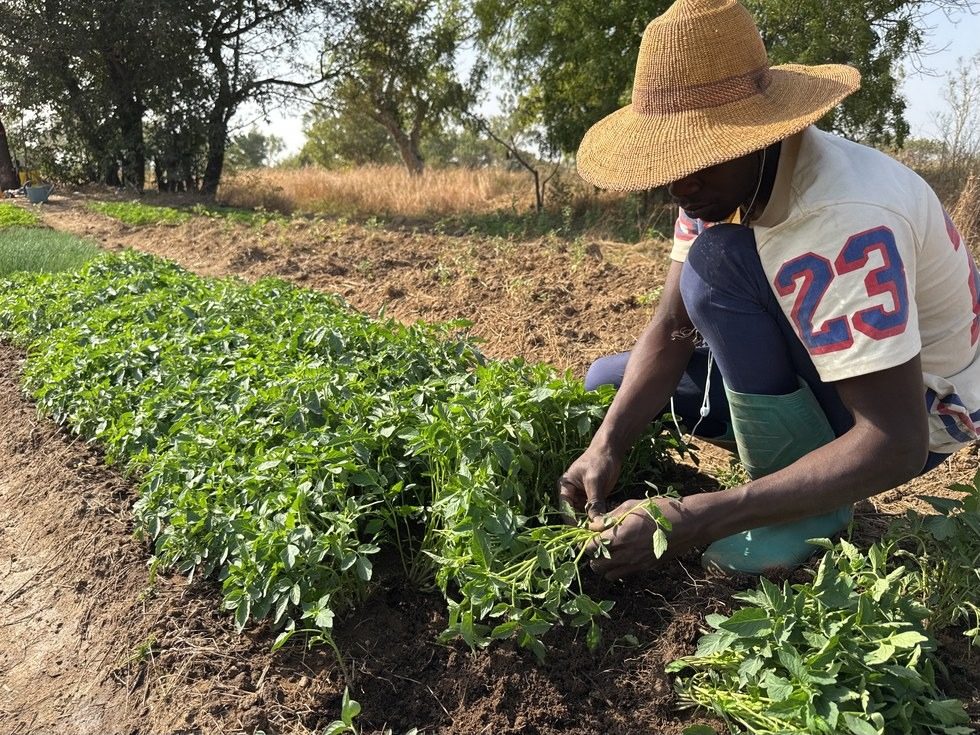 Farmer tending young tomato plants