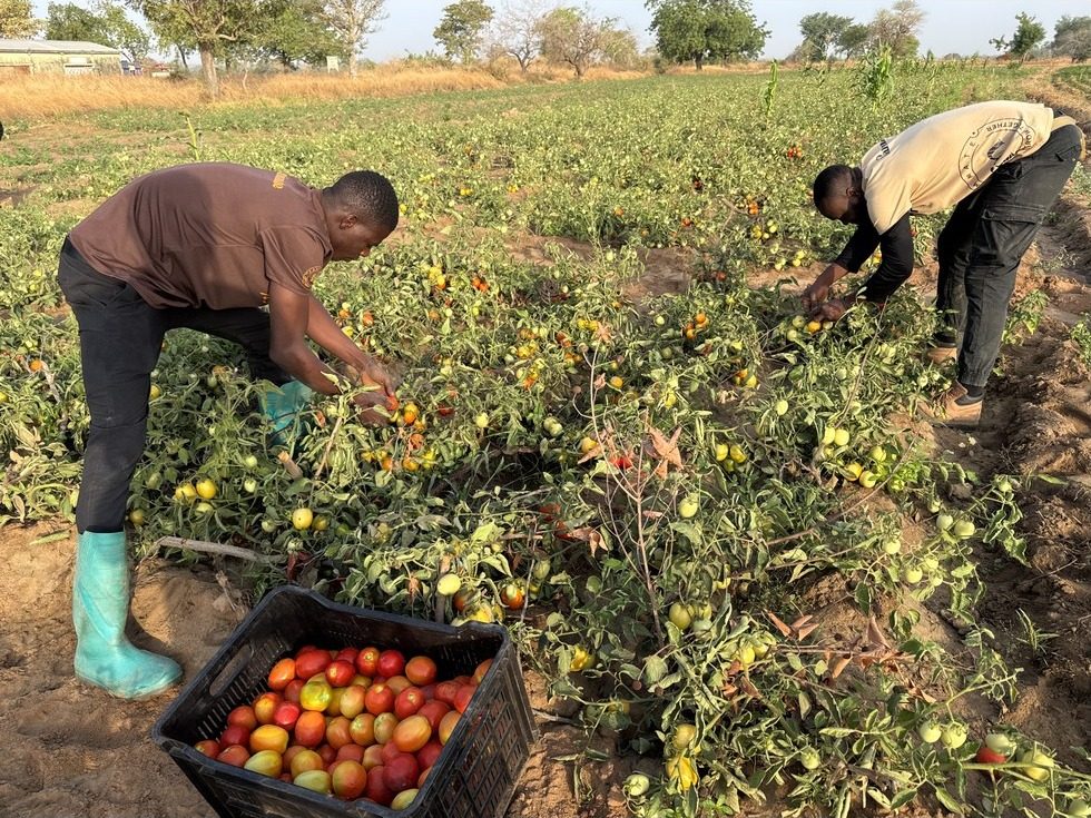 Contracted farmer harvesting tomatoes into a crate