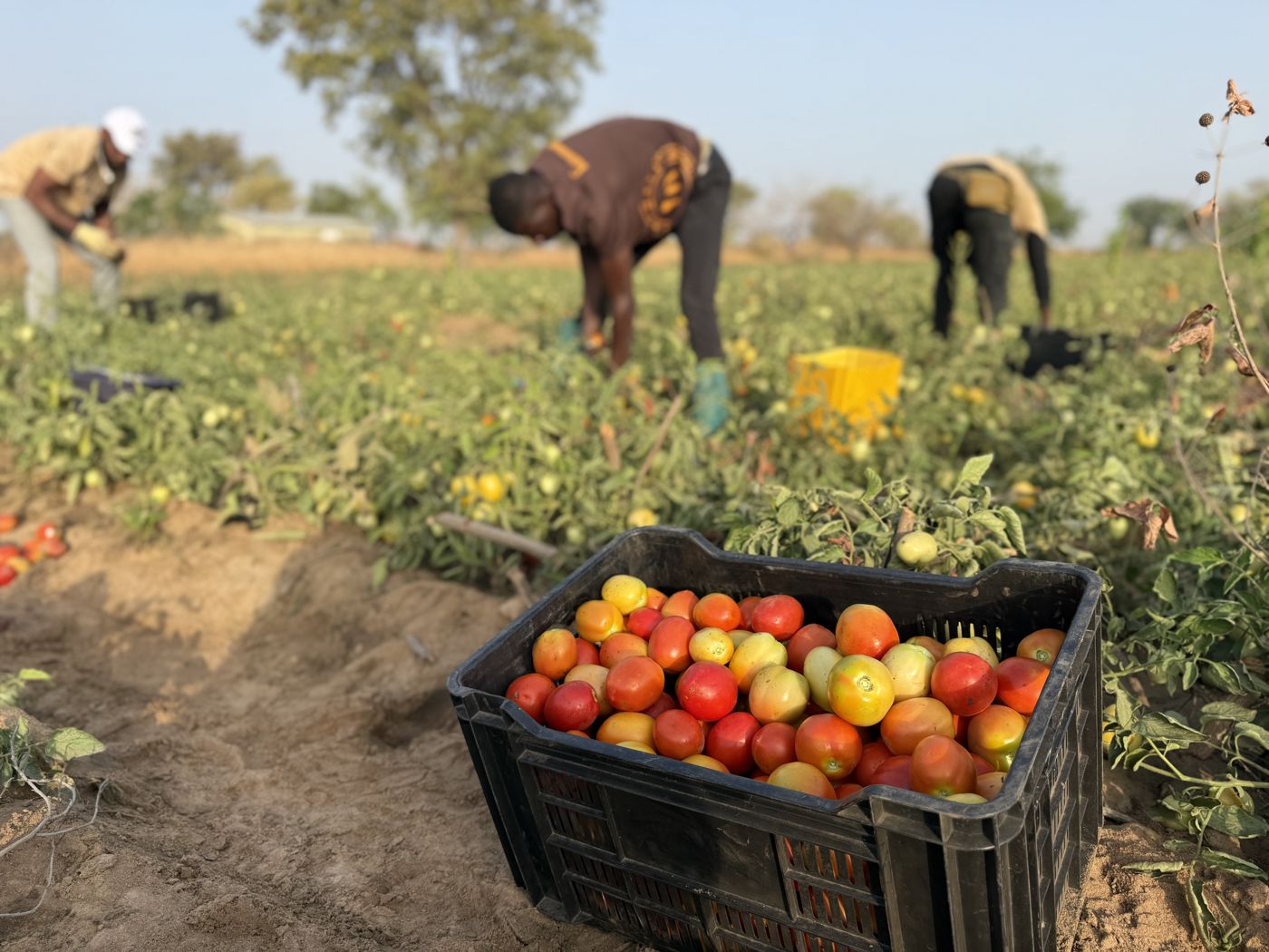 Harvest day