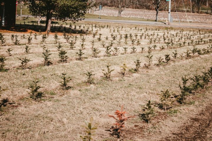 Teren lucrat cu rânduri de pomi tineri proaspăt plantați