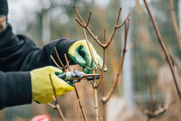 Mâini cu mănuși galbene tăind cu foarfeca o ramură a unui arbust desfrunzit