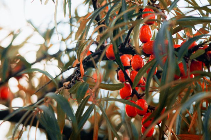 Ramură de cătină cu fructe roșii-portocalii și frunze înguste argintii