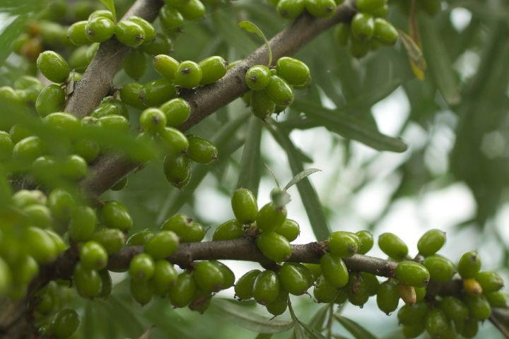 Ramură de cătină cu fructe verzi, încă necoapte, printre frunze înguste