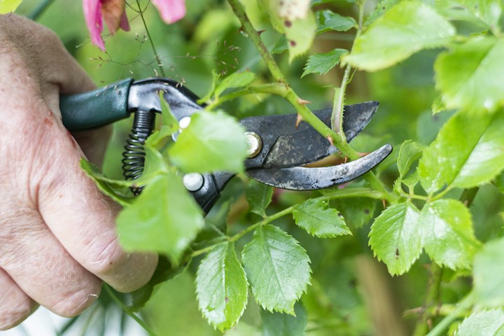 Foarfecă de tăiat în mână, scurtând un lăstar cu frunze verzi