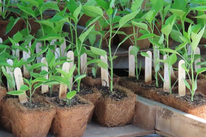 Plante tinere în ghivece biodegradabile, fiecare marcată cu o etichetă albă