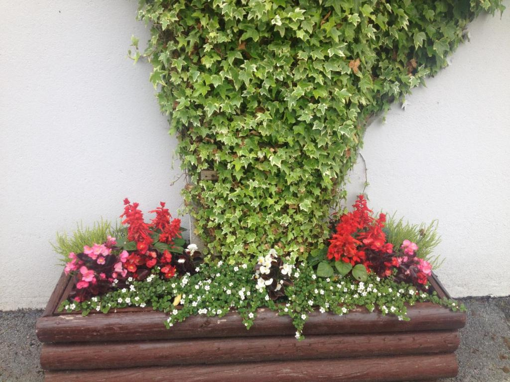 Rectangular wooden planter box filled with various flowers including pink, red, and white flowers, placed against a white wall covered partially with green ivy leaves from the top center.