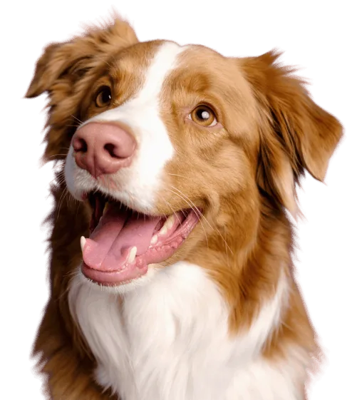 Australian Shepherd