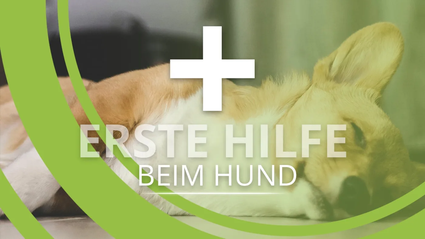 Erste Hilfe