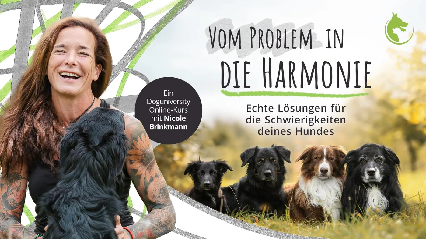 Vom Problem in die Harmonie