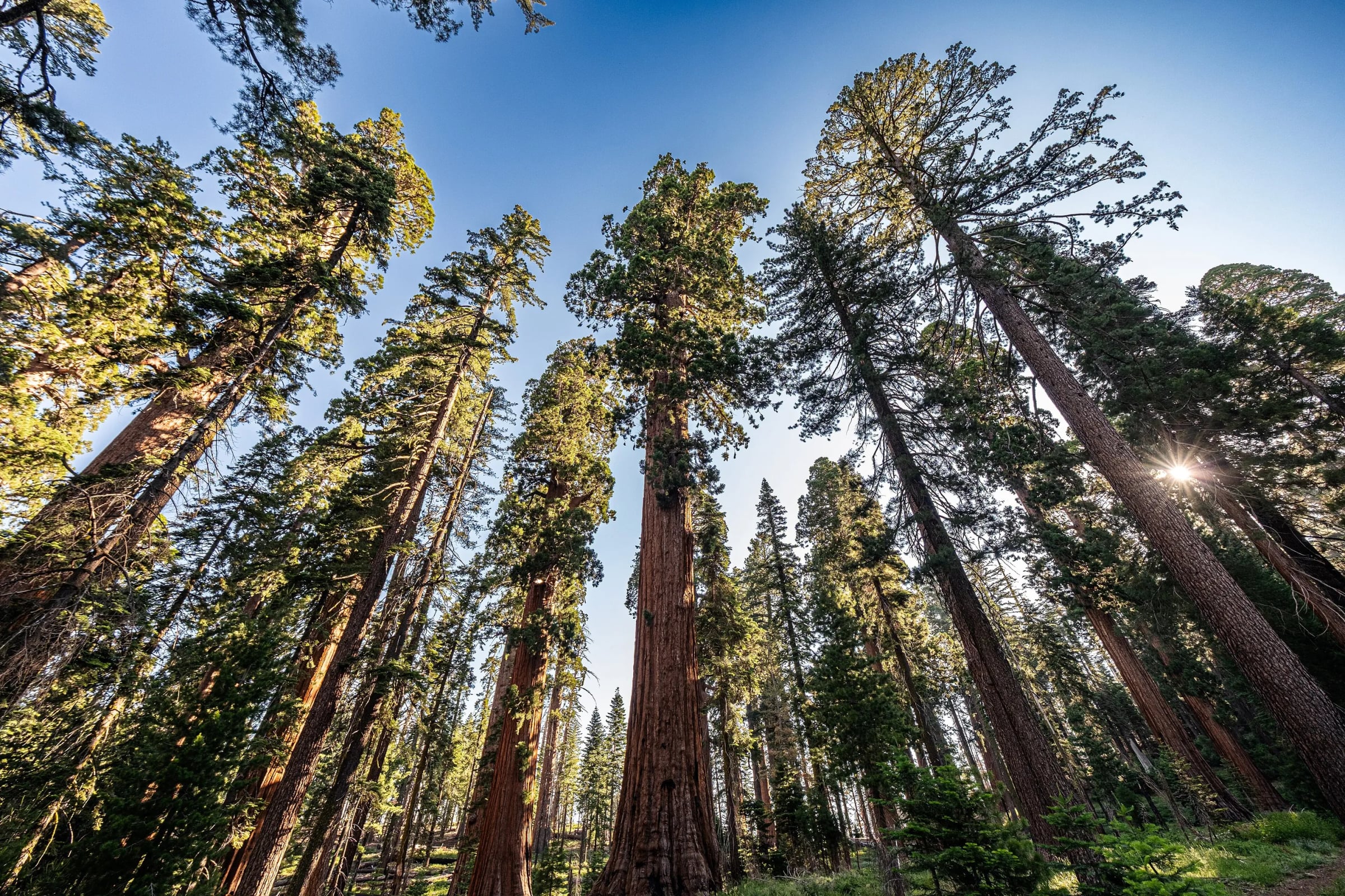 Mariposa Grove, Yosemite NP, California. Photo: Guywelch2000 (CC0)