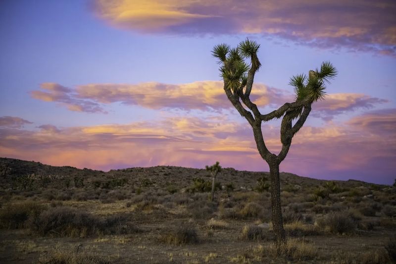 Joshua tree at sunset, Queen Valley, California