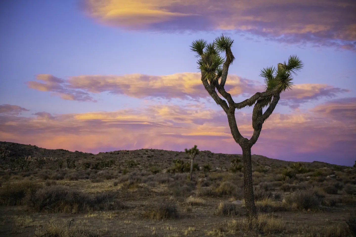Joshua tree at sunset, Queen Valley, California