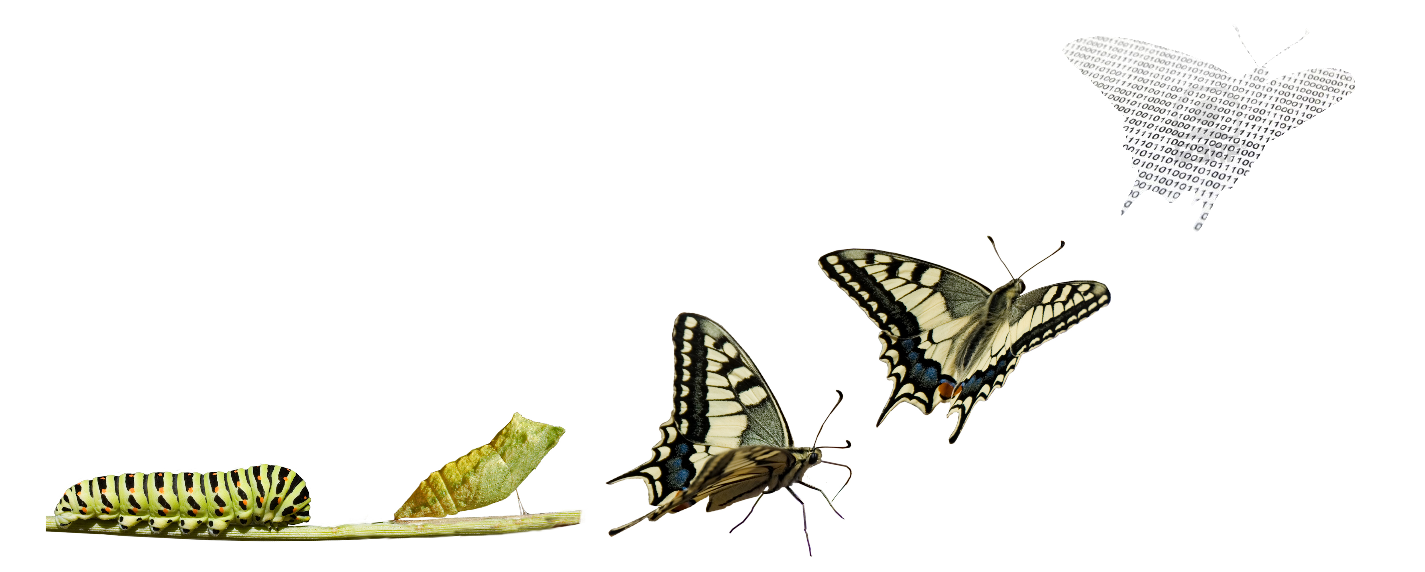 Transformations : Un levier d’opportunités pour chaque organisation